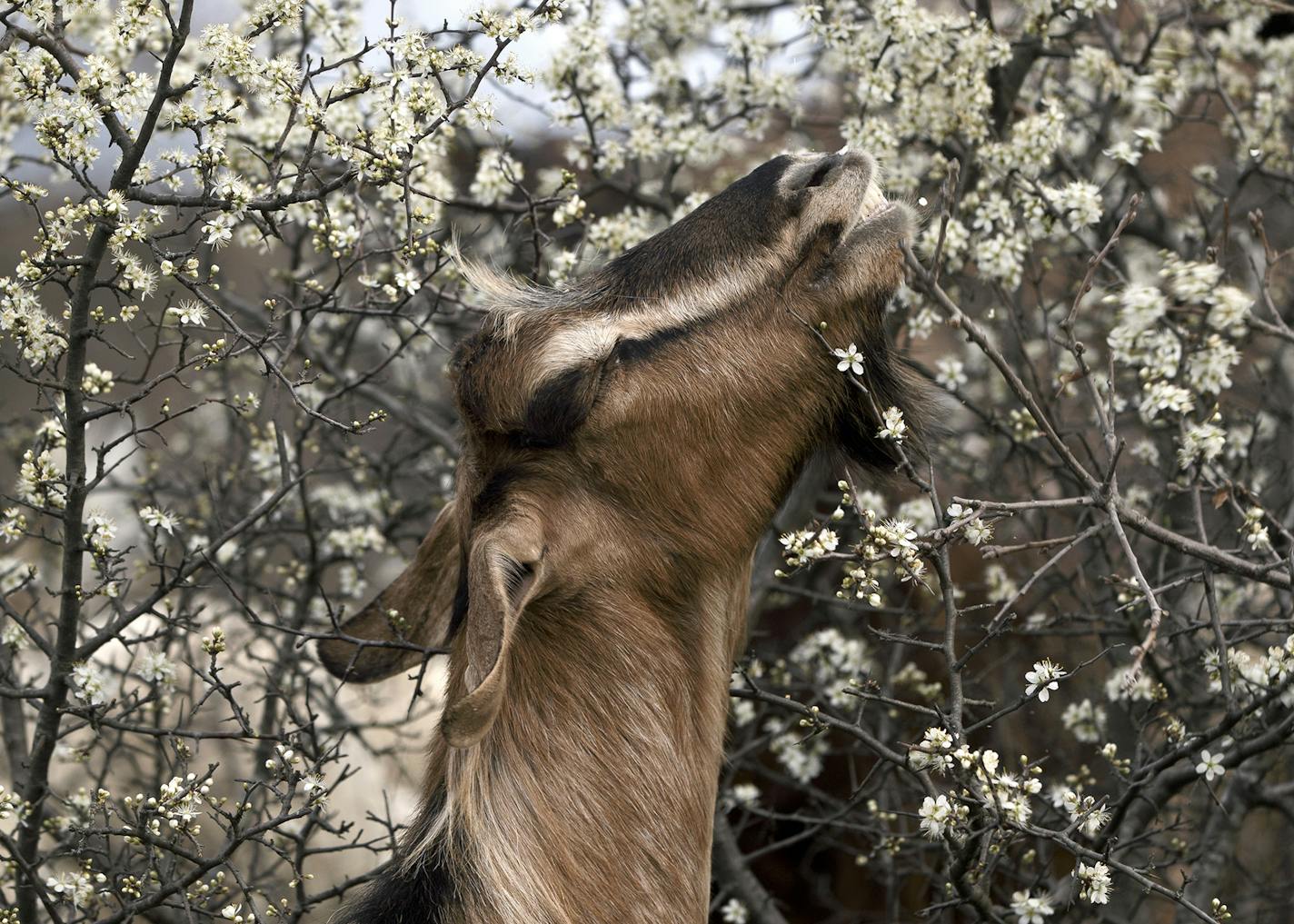 A goat eats from a a bush in bloom near the northern Greek border station of Idomeni, Friday, March 4, 2016. Northern Greece experienced a warmer than usual end of winter .(AP Photo/Vadim Ghirda) ORG XMIT: MIN2016032418151347