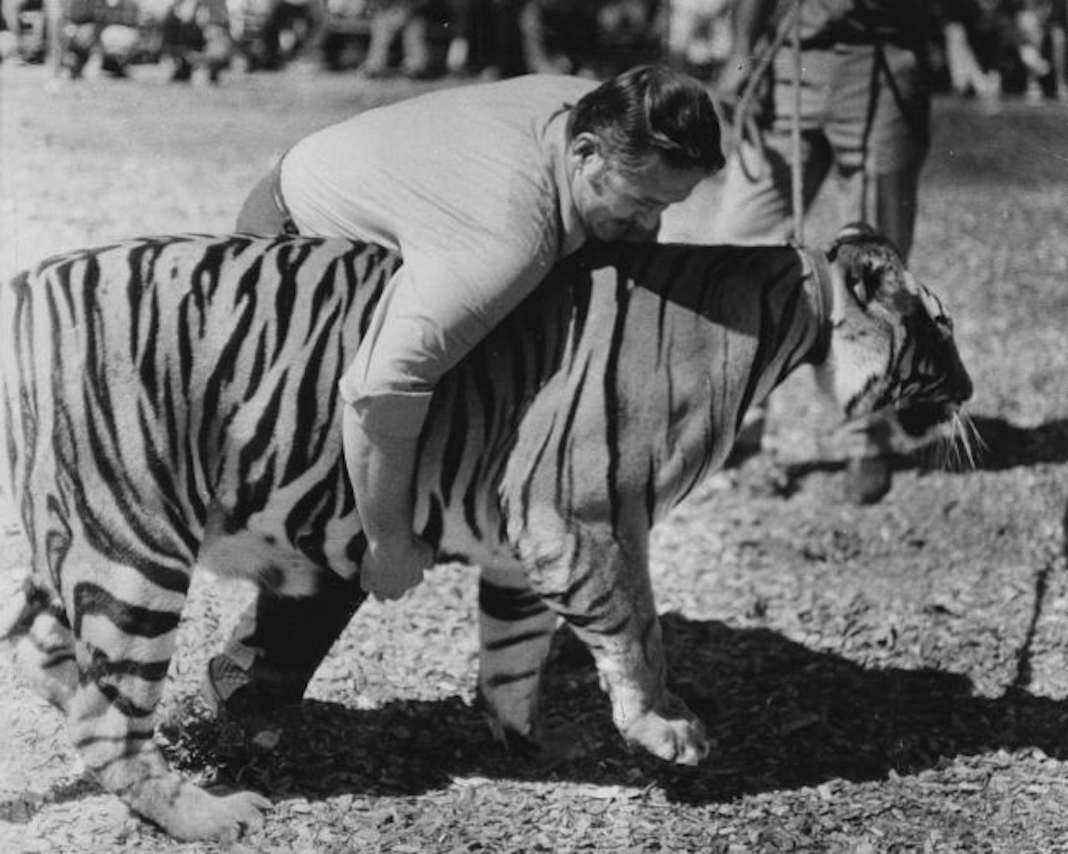 Dick Youngblood, Star Tribune staff writer with tiger.