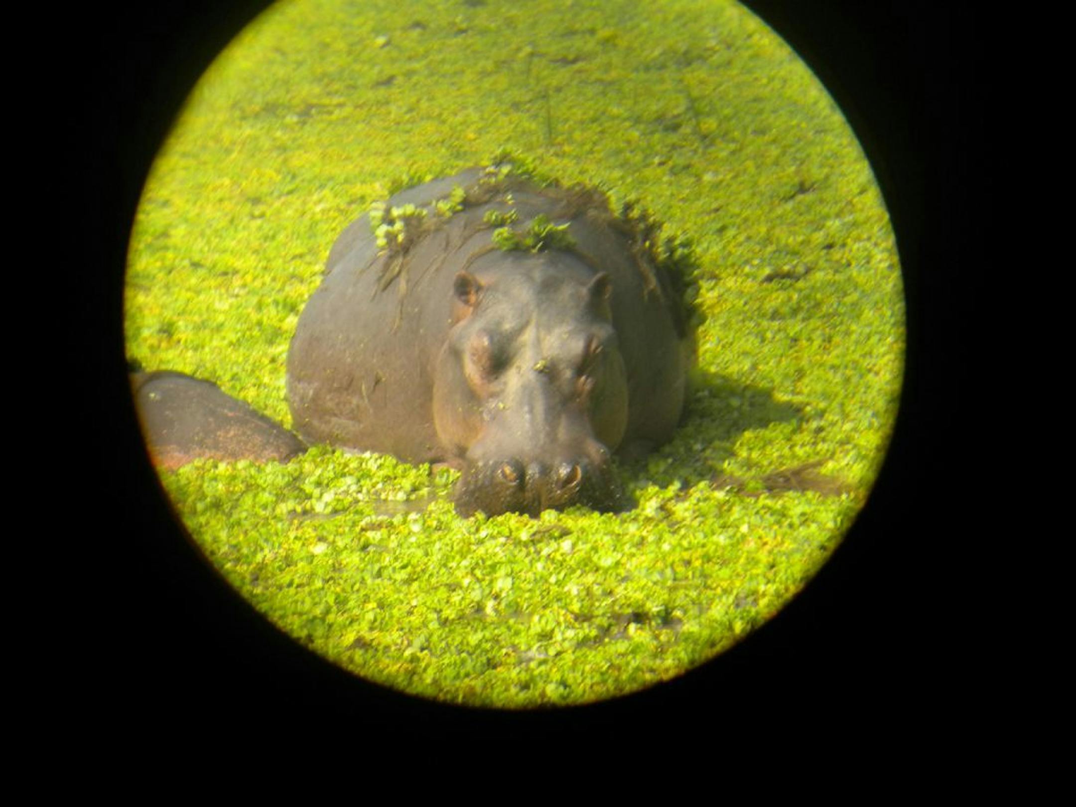 The photographer: Preston Blanek of Edina. The scene: When Blanek saw hippos basking in waters in Zambia's South Luangwa National Park, the resourceful 17-year-old tried a new trick: shooting with the aid of binoculars. The hippos were at a distance, and Blanek, who was traveling with other Twin Cities teens on a trip organized by Christ Presbyterian Church in Edina, had no zoom lens. "I liked how the hippo seemed to be posing for the photo and was surprised at how well the photo turned out sinc
