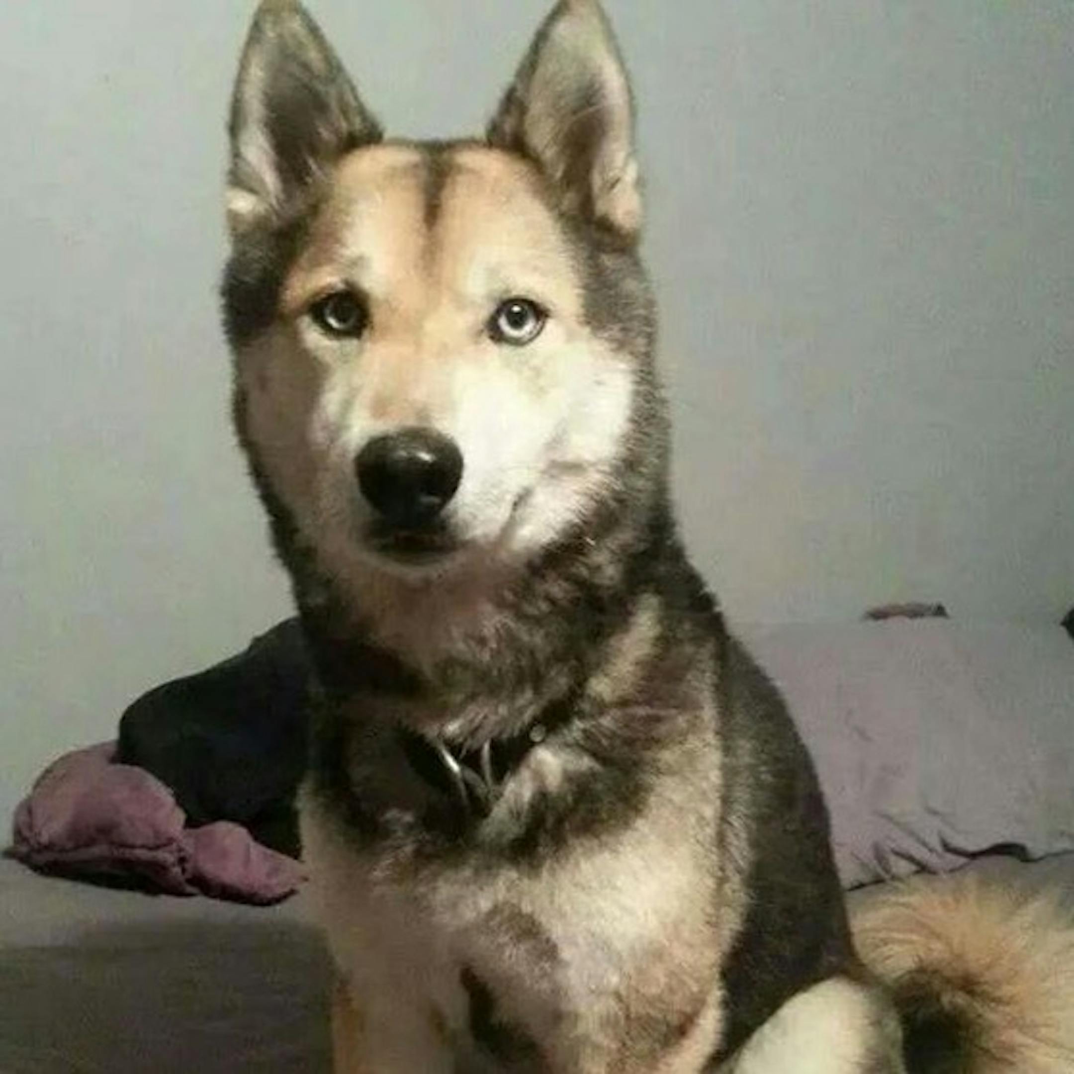 A photo of Draco, from the "Justice for Draco" Facebook group.