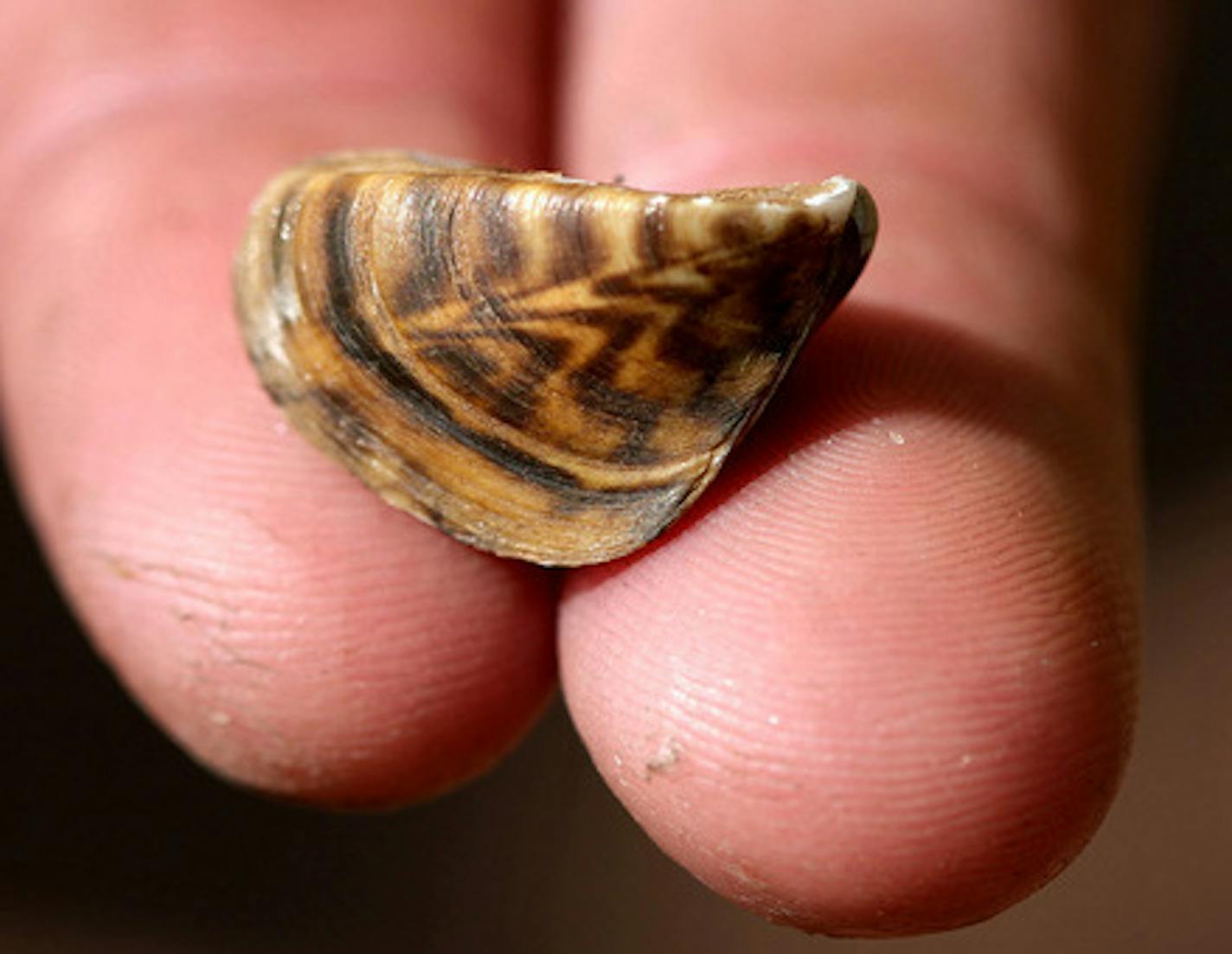 A Minnesota Department of Natural Resources representative holds a zebra mussel at the North Arm Public Boat Access in Orono July 11, 2012. A new pilot program at the county-operated launch--one of the five busiest boat launches on Lake Minnetonka--is using new signs and dedicated boat check space to see if more boaters will properly check their watercraft. (Courtney Perry/Special to the Star Tribune) ORG XMIT: MIN2013090617232967 ORG XMIT: MIN1309061748171811 ORG XMIT: MIN1405282006422190