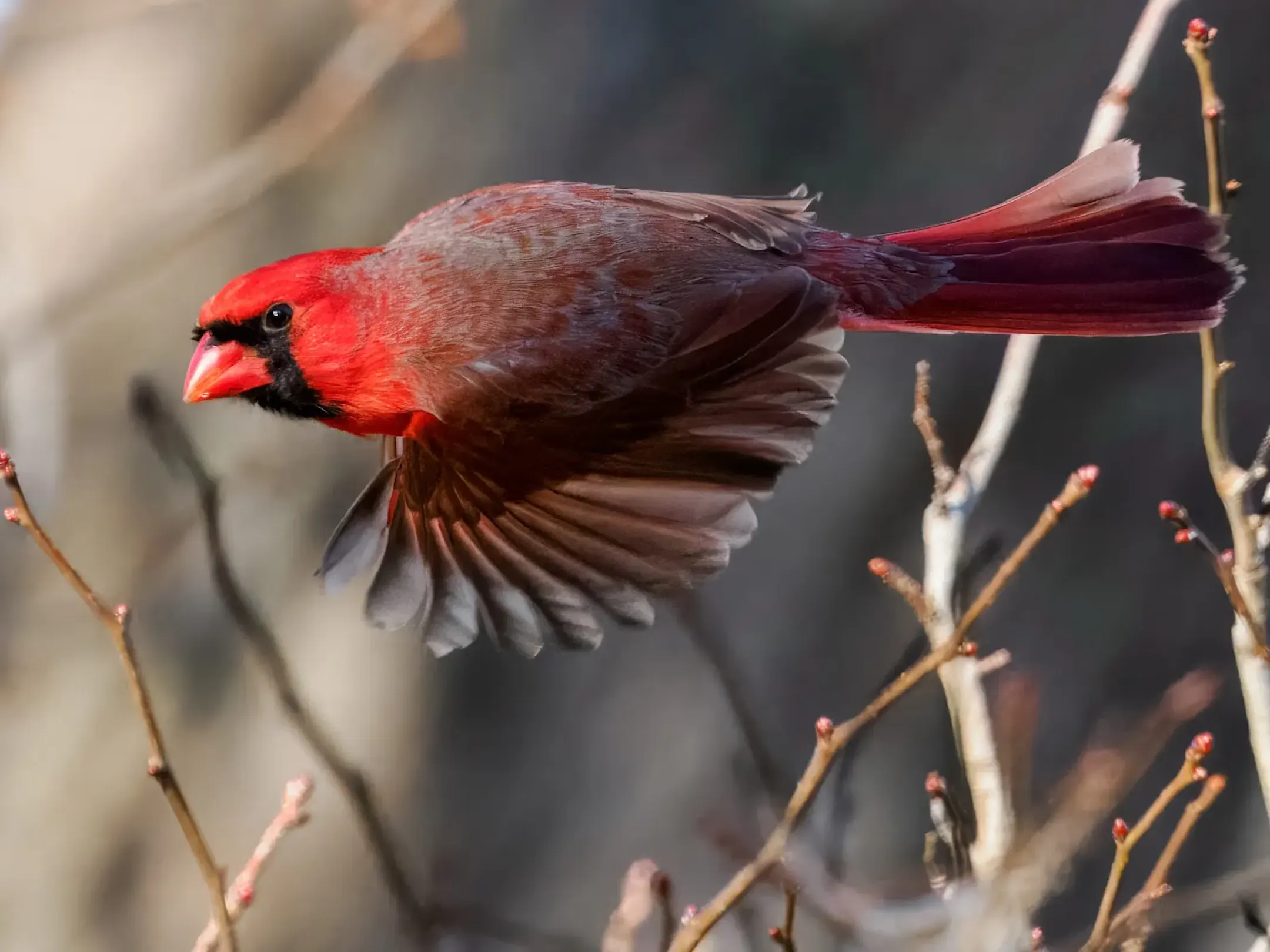 Springtime cardinals prove to be devoted partners and diligent parents