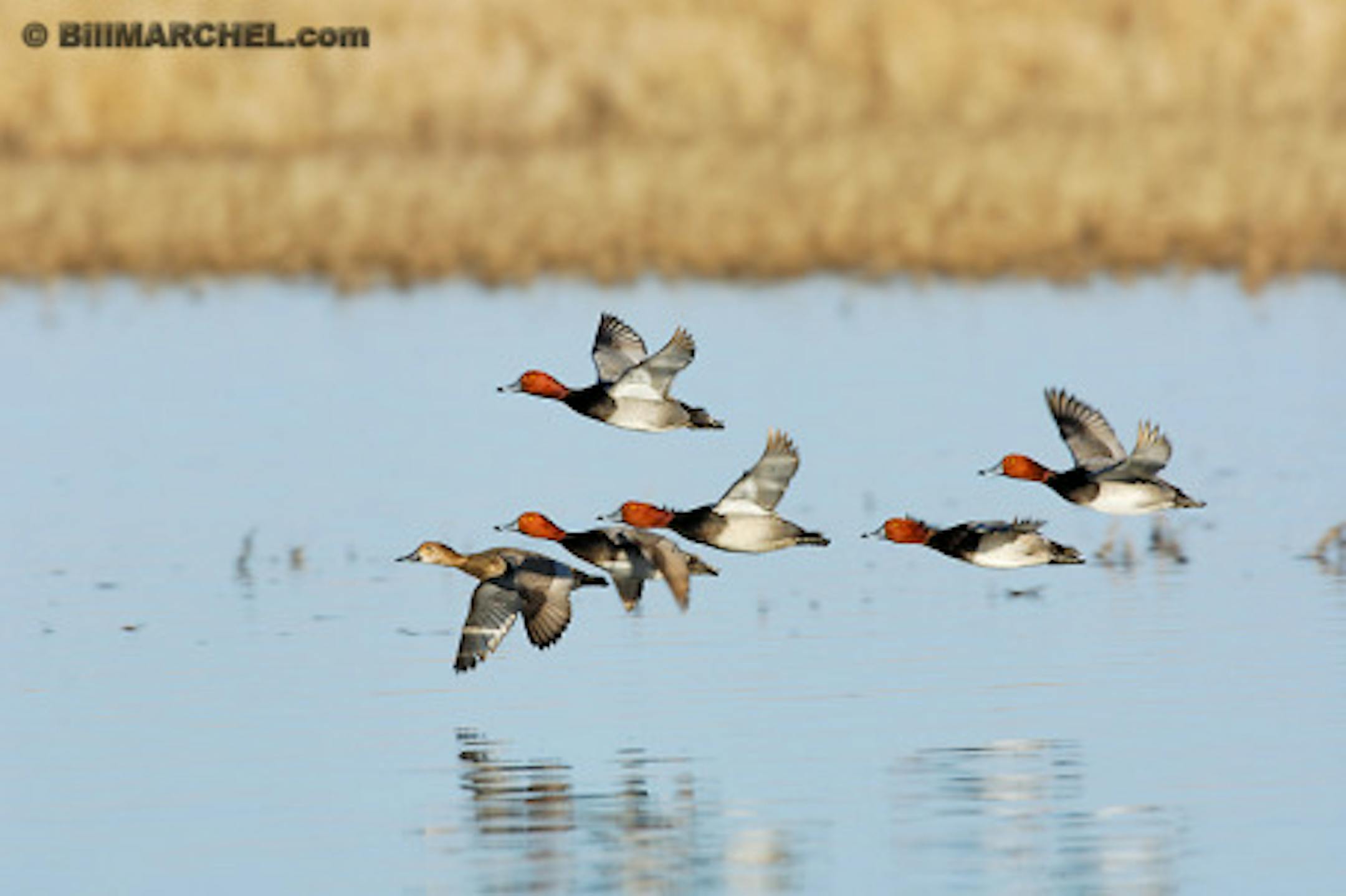 00317-012.15 Redhead Duck flock in flight low over marsh. Action, fly, hunt, courtship, diver, wetland, waterfowl, swamp. H1L1