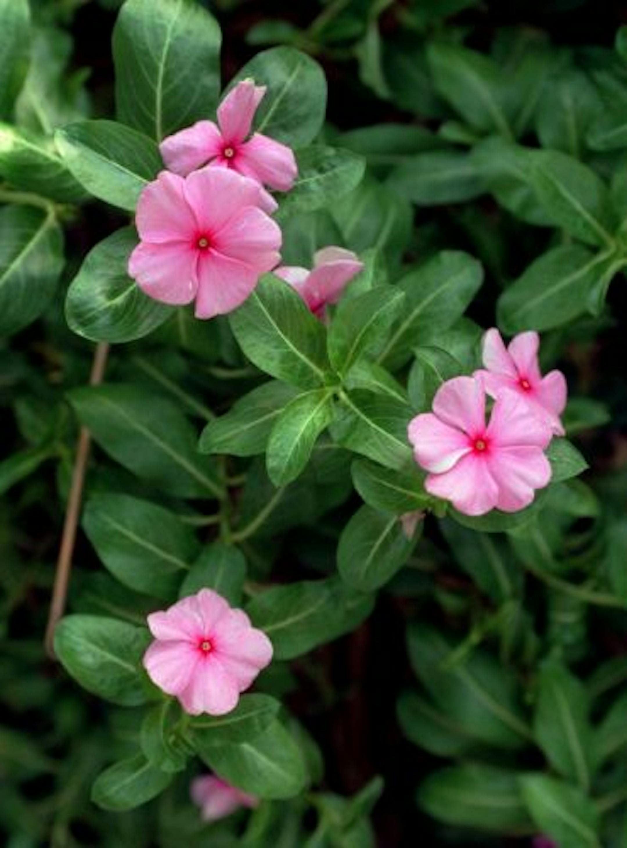 Periwinkle