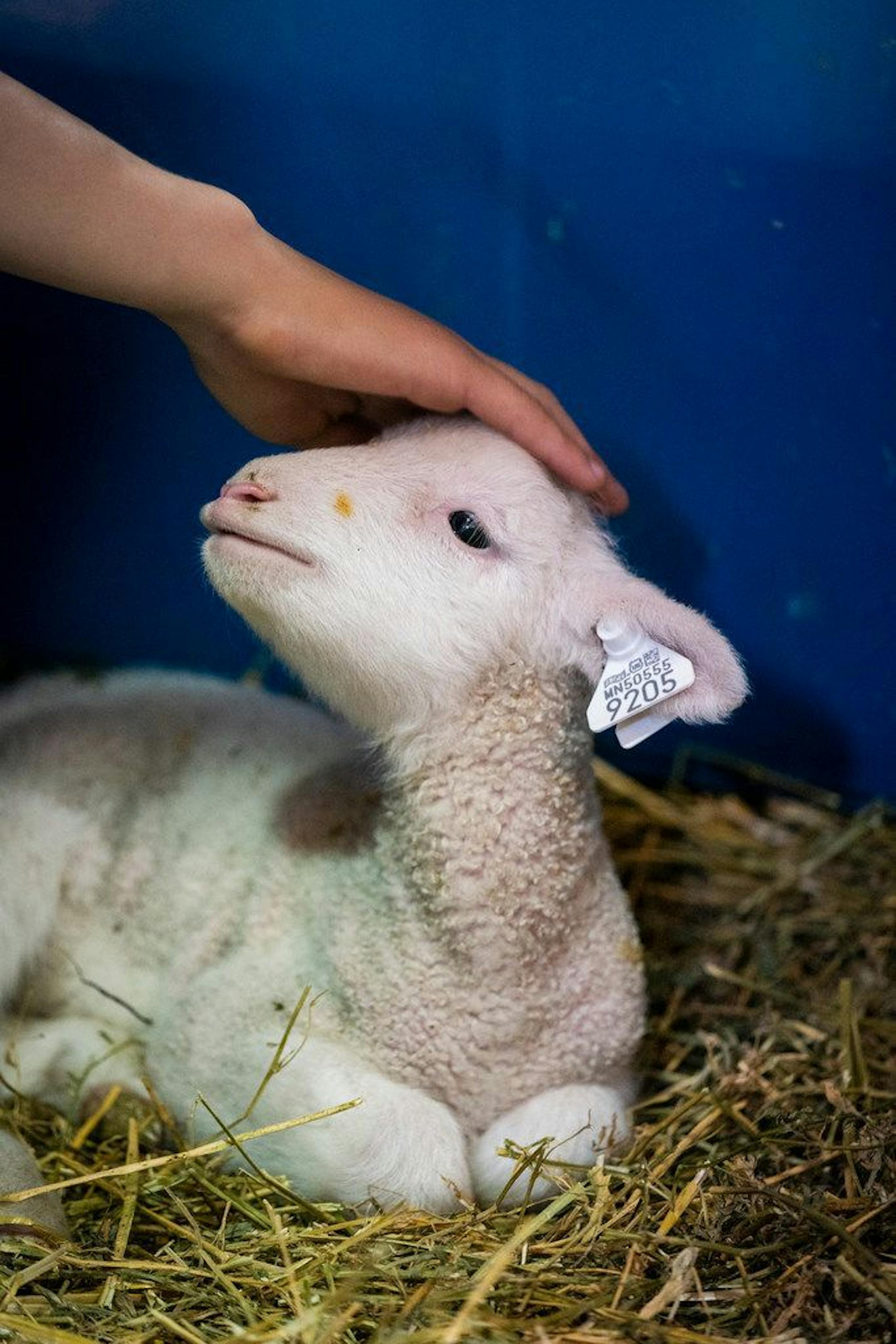 This newborn lamb is named Wuzzy. You can pat that at the Miracle of Birth Center at the Minnesota State Fair.