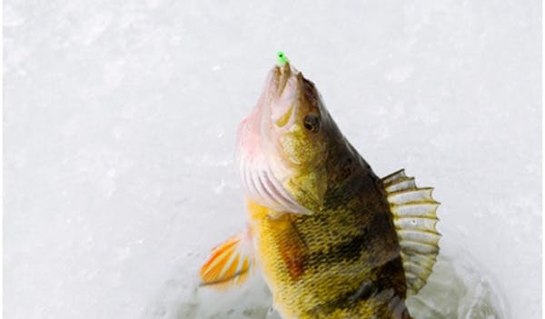 Fish caught during ice fishing
