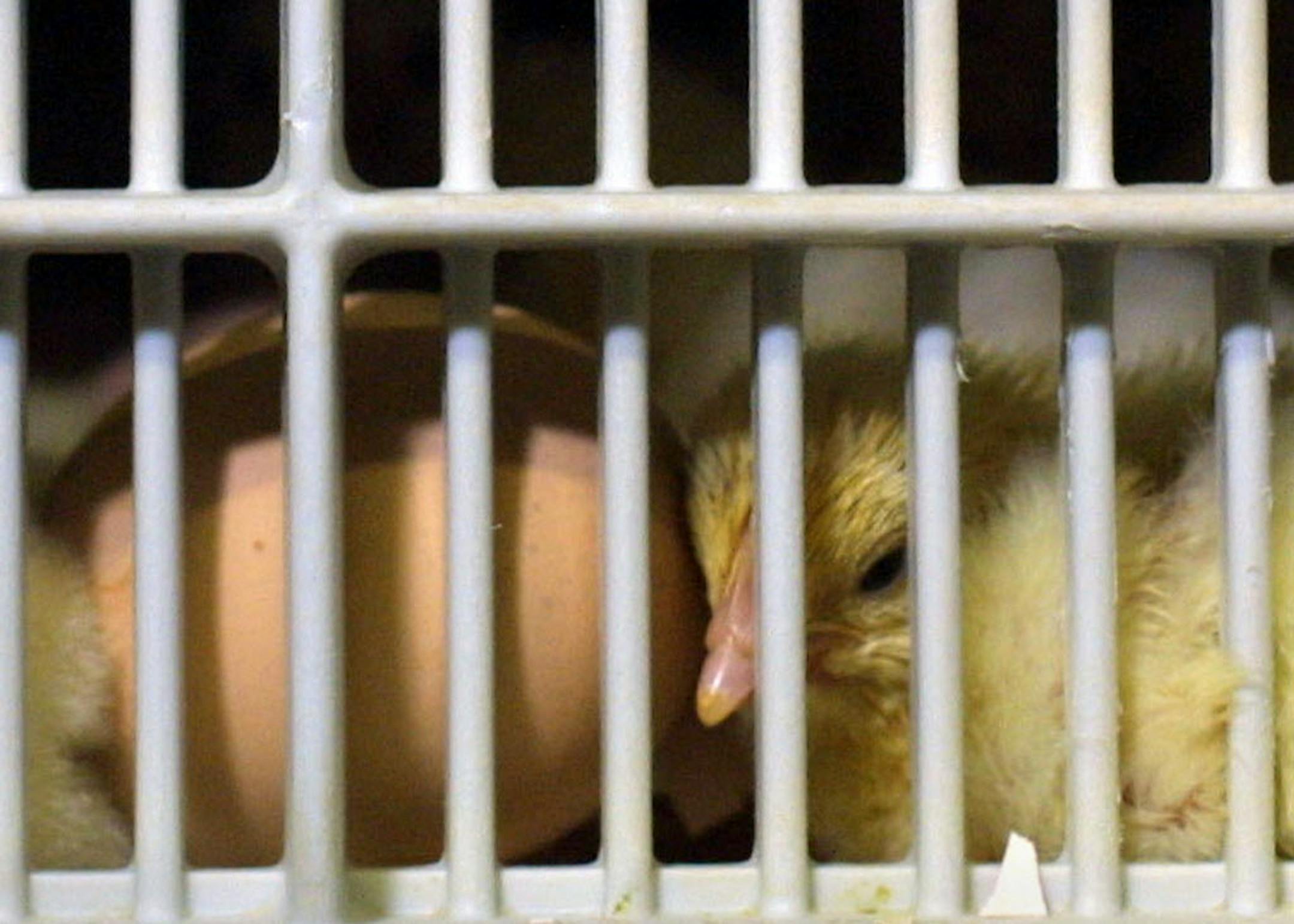 St. Cloud, MN Weds 3/06/2002 Golden Plump facility - After 21 days in incubators, chickens hatch at Gold'n Plump, where 1 one to 2 two percent become sick each year and require antibiotics. Those chickens are processed only after a waiting period to ensure that there is no drug residue in the meat.