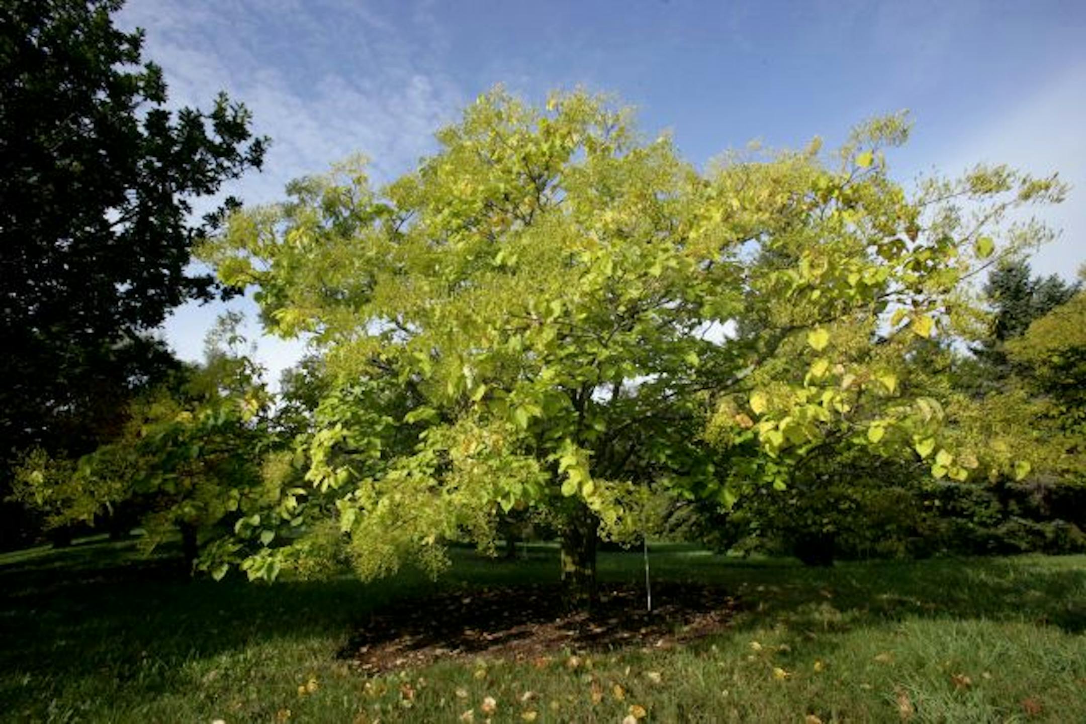 Specimen Trees at the Arboretum in Chaska, MN. Home & Garden cover story on specimen trees.