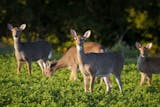 Whitetail deer feed in an alfalfa field in the evening light at the edge of a farm near Alma, Wisconsin