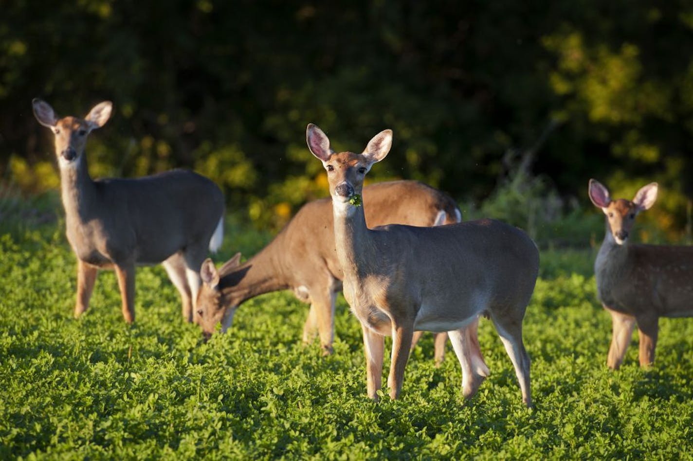 Whitetail deer feed in an alfalfa field in the evening light at the edge of a farm near Alma, Wisconsin