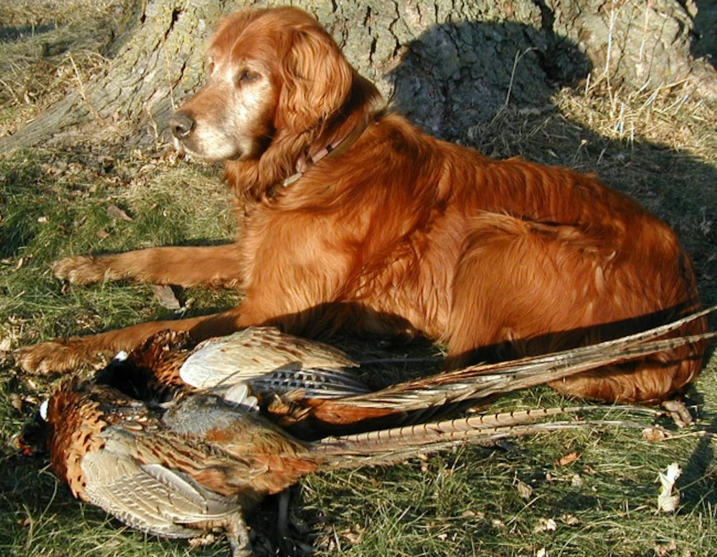 Irish Setter-Golden Retriever mix