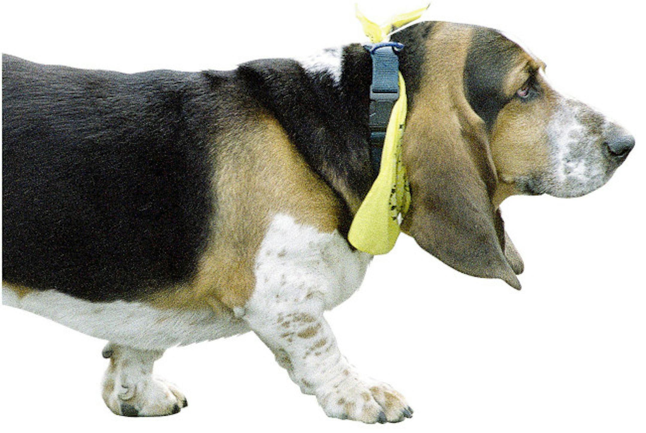 A veterinarian's group recommended to the Food and Drug Administration Tuesday that future pet food labels include categories per serving. The reason: an estimated 64 million obese U.S. pets. That's largely due to owners who fail to feed their pets in proportion to the pets' size.