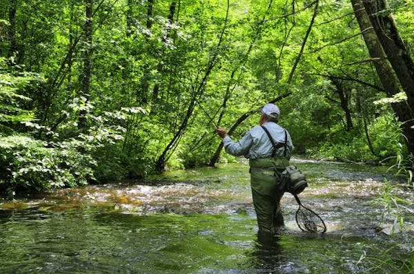 On a sultry afternoon, Mickey Johnson of Brainerd, fly fished for trout in a stream high from recent heavy rainfall.