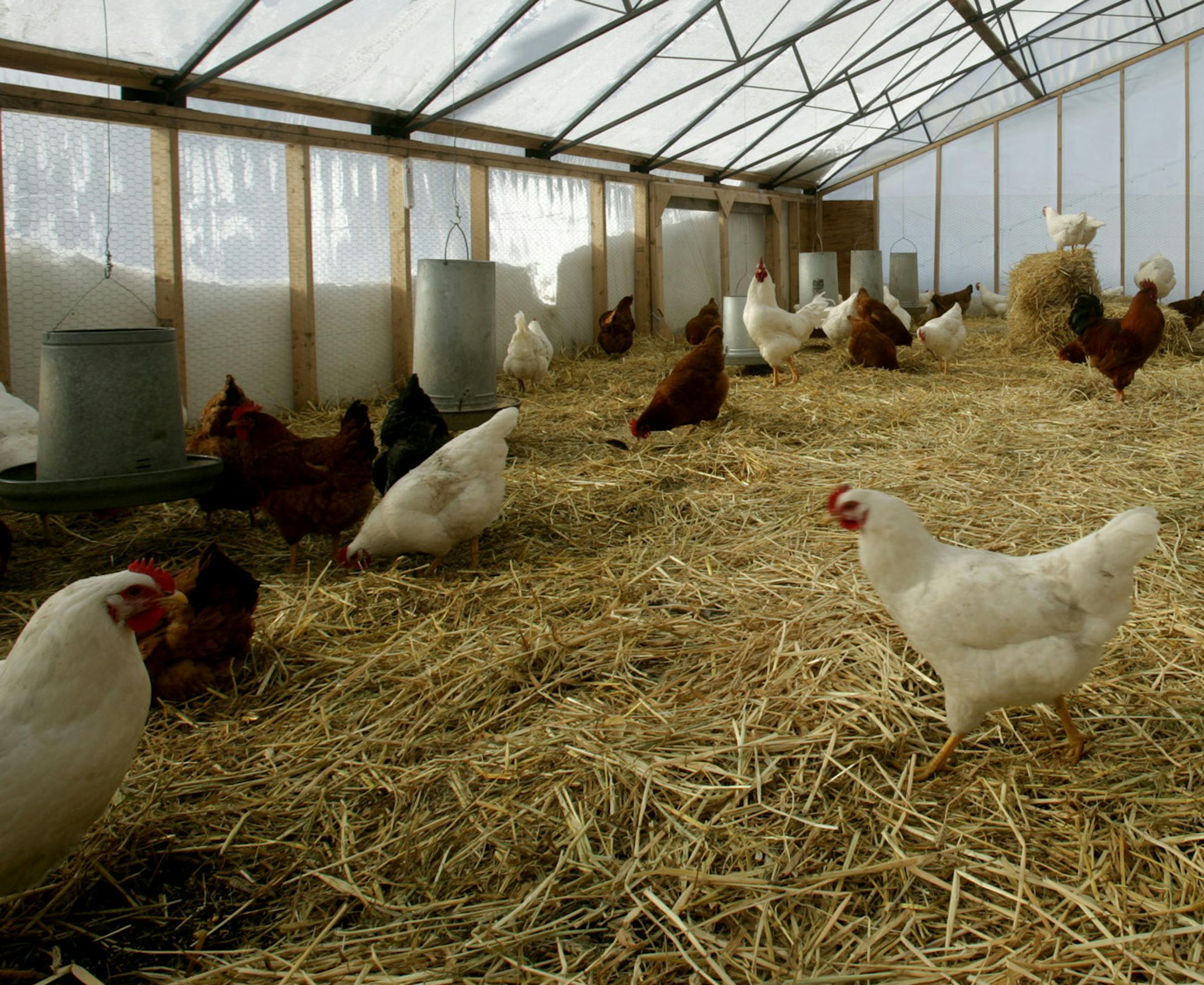 joel koyama•jkoyama@startribune.com chicken0123 20010876a]   Although it was about 10 degrees outside, inside it was around 50 degrees which keeps the chickens warm during the day and night. How cold does it have to get before cage-free chickens freeze to death? In Northfield, Reginaldo Haslett-Marroquin’s 103 Heritage hens and four roosters are doing just fine in subzero temps, thanks to a solar-heated greenhouse prototype he’s testing as a both green and affordable wa