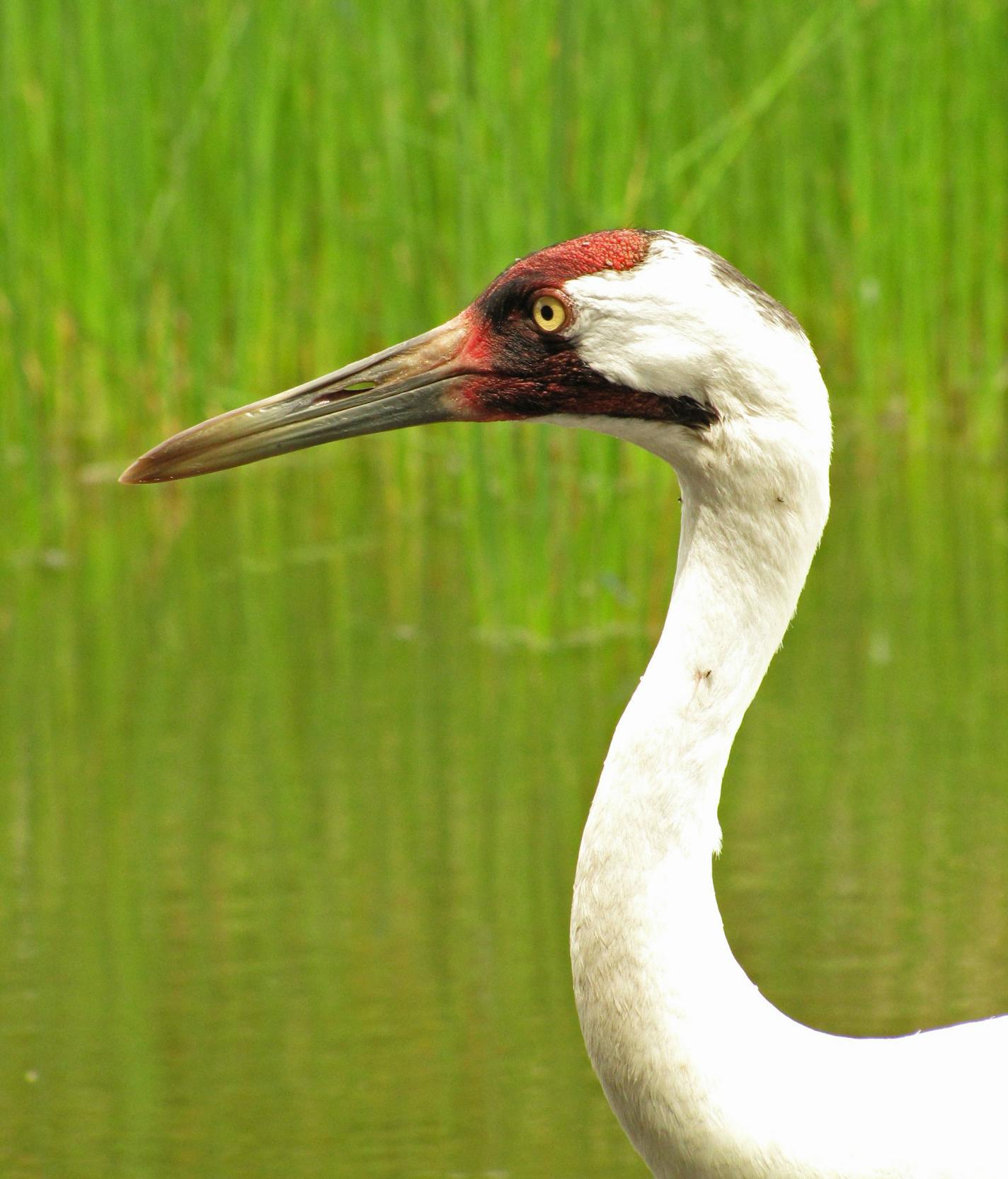 5: A Siberian crane at the International Crane Foundation in Baraboo, Wis., near the Dells. Melanie Radzicki McManus;