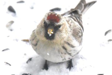 An American redpoll one of its several daily meals. Jim Williams photos