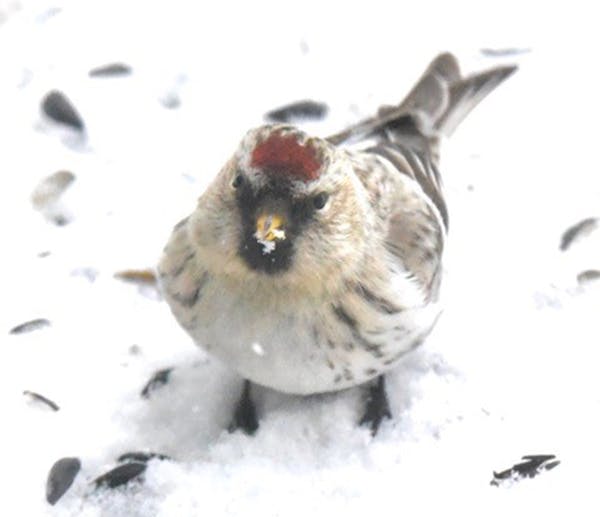 An American redpoll one of its several daily meals. Jim Williams photos