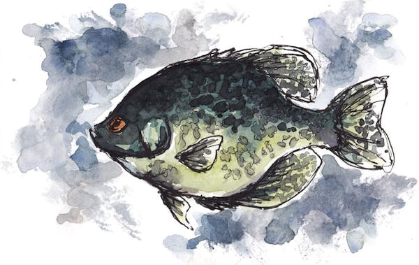 Black crappie: The species is fished hard and has a high natural mortality rate. Another 5-pounder? Not likely.