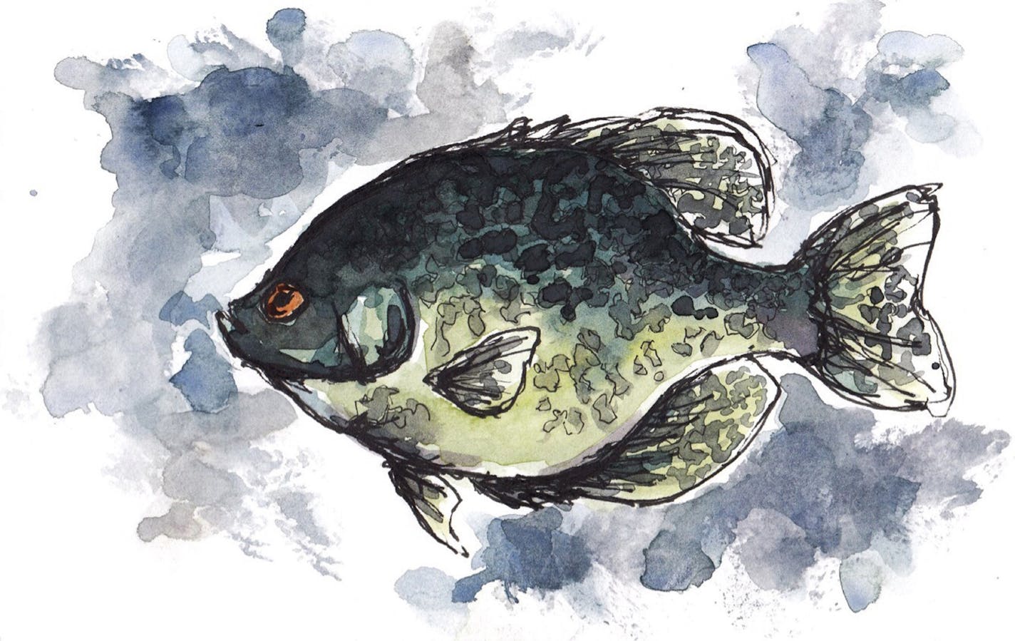 Black crappie: The species is fished hard and has a high natural mortality rate. Another 5-pounder? Not likely.