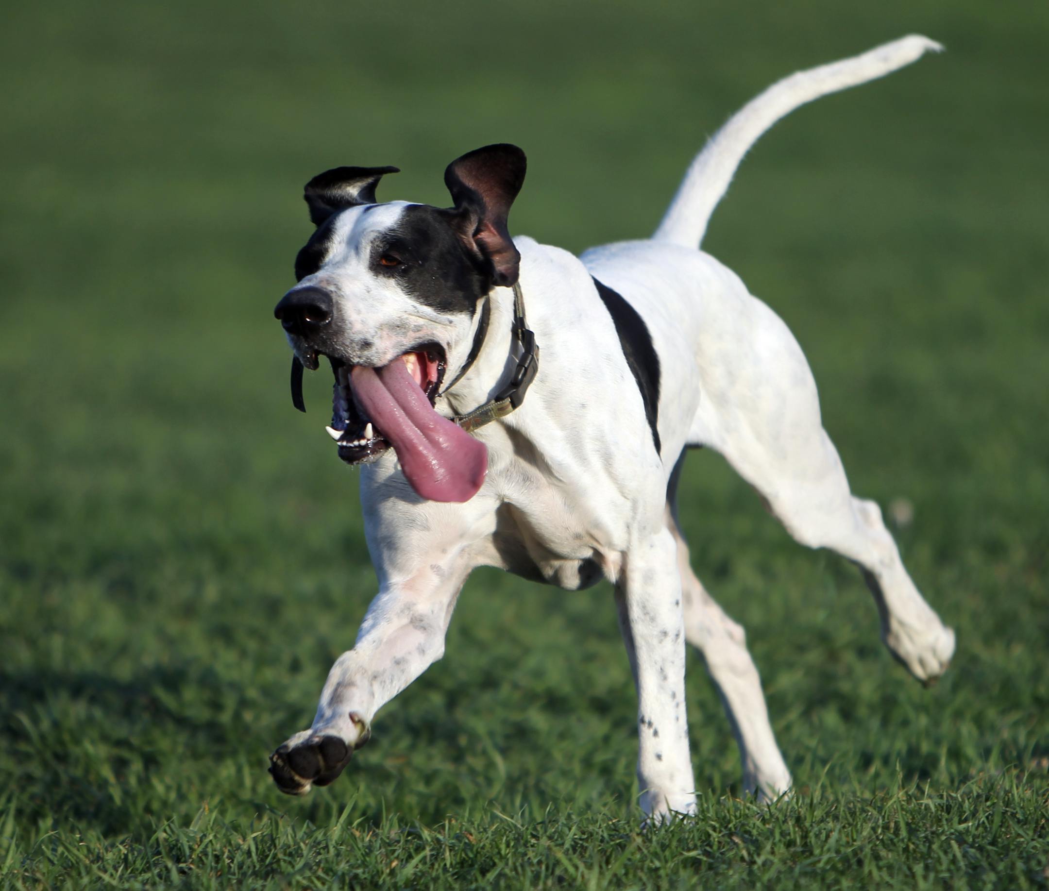 Richard Tsong-Taatarii/rtsong-taatarii@startribune.com Brooklyn Park, MN;4/20/10;left to right ] At the Brookdale Park Off Leash Dog Area, Lee Hemze's dog, Elmer, an English Pointer has to get its exercise. The pheasant hunting dog gets a little antsy if it does not run around. This park is one of the three new dog parks in the north metro area of New Hope and Brooklyn Park. Both cities ran year-long tests of the park and had great response from dog owners. So the cities have approved new dog parks.