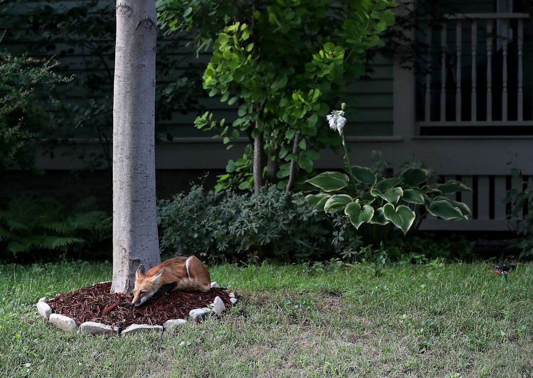 A fox who had been walking with a limp earlier in the morning took nap in the mulch below a tree in 2018 on Nicollet Island.