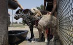 Jennifer Boushy, left, and Jennifer Rellinger, right, cool off their dogs in water at a dog park, Tuesday, June 20, 2017, in Las Vegas. The first day 