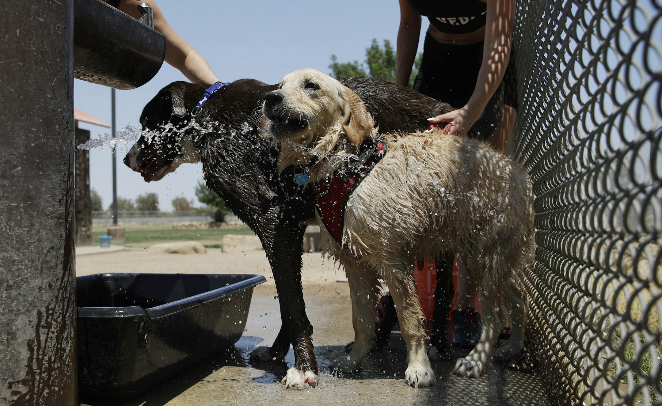 Jennifer Boushy, left, and Jennifer Rellinger, right, cool off their dogs in water at a dog park, Tuesday, June 20, 2017, in Las Vegas. The first day of summer is forecast to bring some of the worst heat the southwestern U.S. has seen in years. (AP Photo/John Locher)