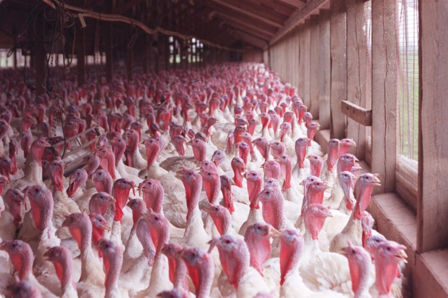 Jennie-O turkey 50th anniversary -- jennie.31948 - Atwater,MN. 6/23/99 - Various views, overall and close-up of turkeys destined for the Jennie-O processing plant in Wilmar, MN. These are domestic turkeys ( white) that will become turkey roasts, hot dogs and a large number of products making Jennie-O the worlds largest.