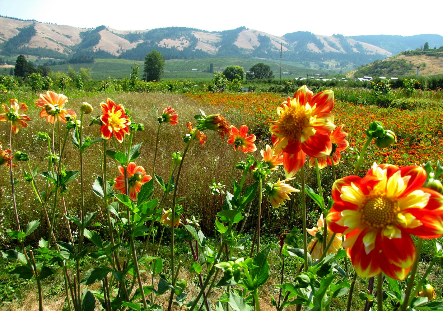 Fifty varieties of dahlias brighten the flowers fields for U-cut bouquets at Hood River&#x2019;s Gorge White House. The historic farm also offers U-pick berries and orchards, a variety of hard fruit ciders, and Oregon wines.