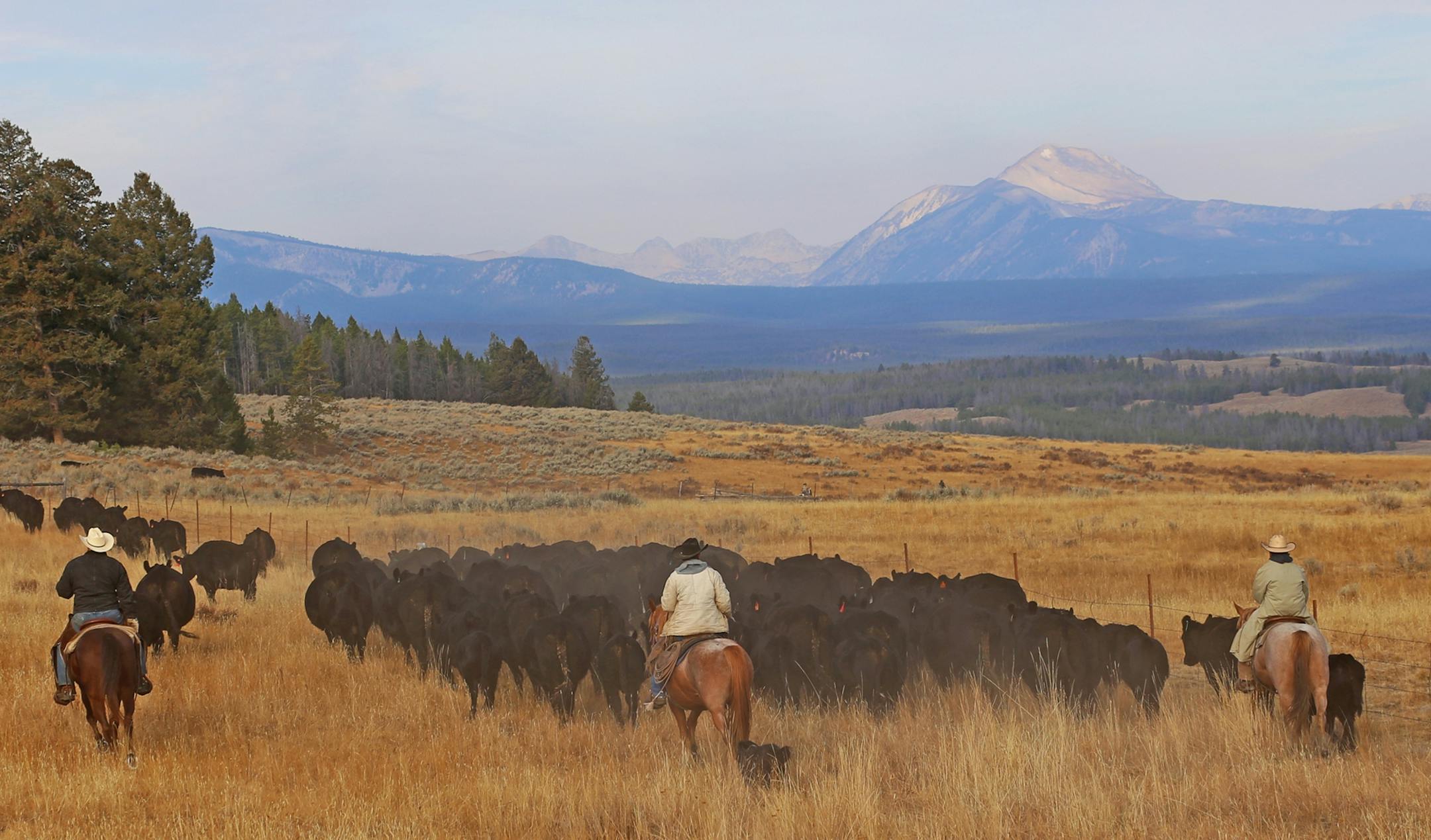 Finding as many as 2,500 head of cattle among 13,000 mountain acres is challenging, but is necessary to get the animals off U.S. Forest Service mountain leases and down to their wintering grounds in the valley below. Each year, a half-dozen or so Minnesota riders help rancher Clay Peterson, center, of Wisdom, Mont., with the weeklong roundup.