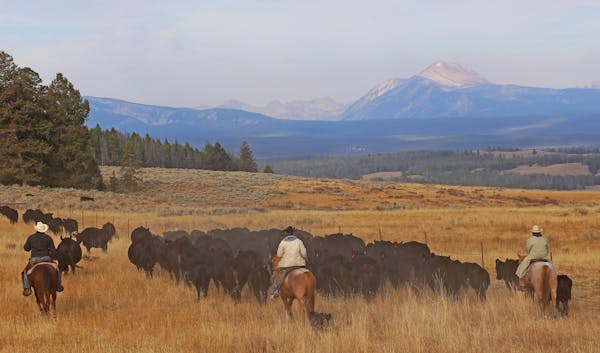 Finding as many as 2,500 head of cattle among 13,000 mountain acres is challenging, but is necessary to get the animals off U.S. Forest Service mounta