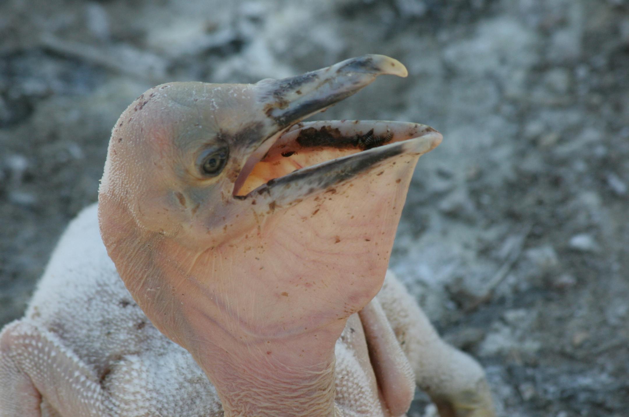 Photo by Carrol Henderson. American white pelican.