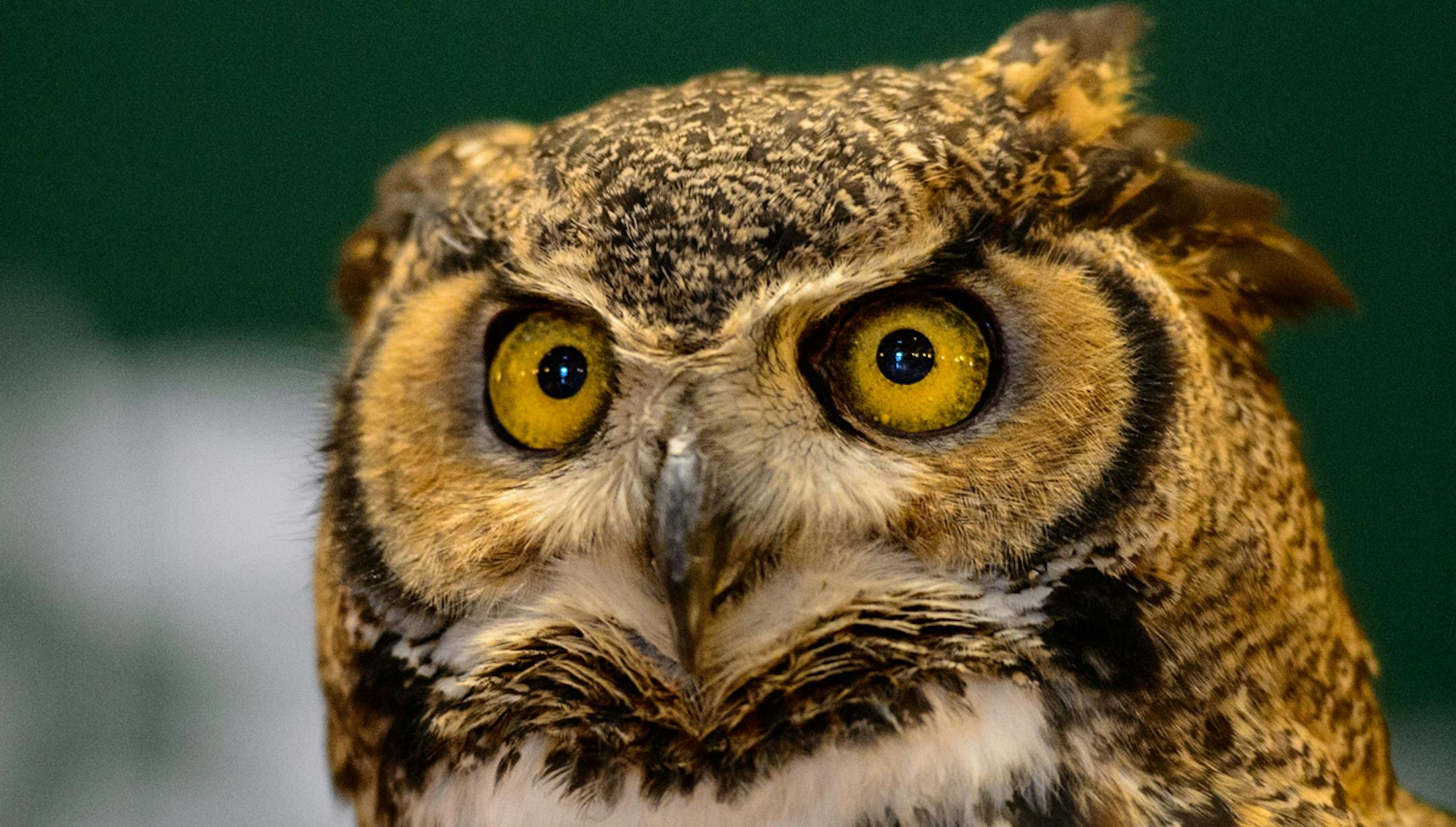 A Great Horned Owl brought to the Capitol Rotunda during Minnesota Zoo Day. ] GLEN STUBBE * gstubbe@startribune.com Thursday, April 3, 2014.