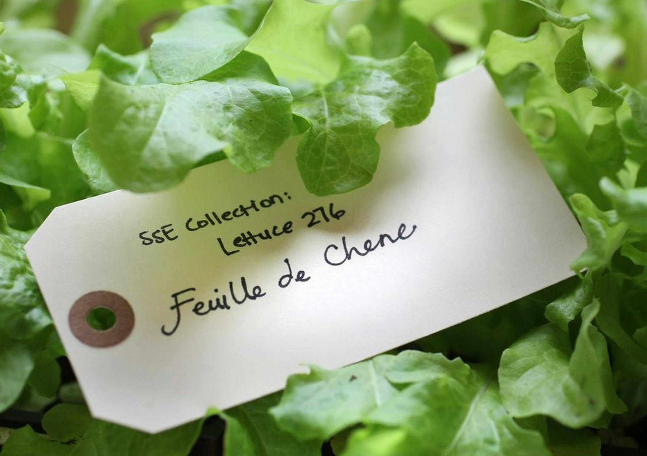 Lettuce of the Feuille de Chene variety is grown and displayed at Seed Savers Exchange in Decorah, Iowa. (Tammy Ljungblad/Kansas City Star/MCT)