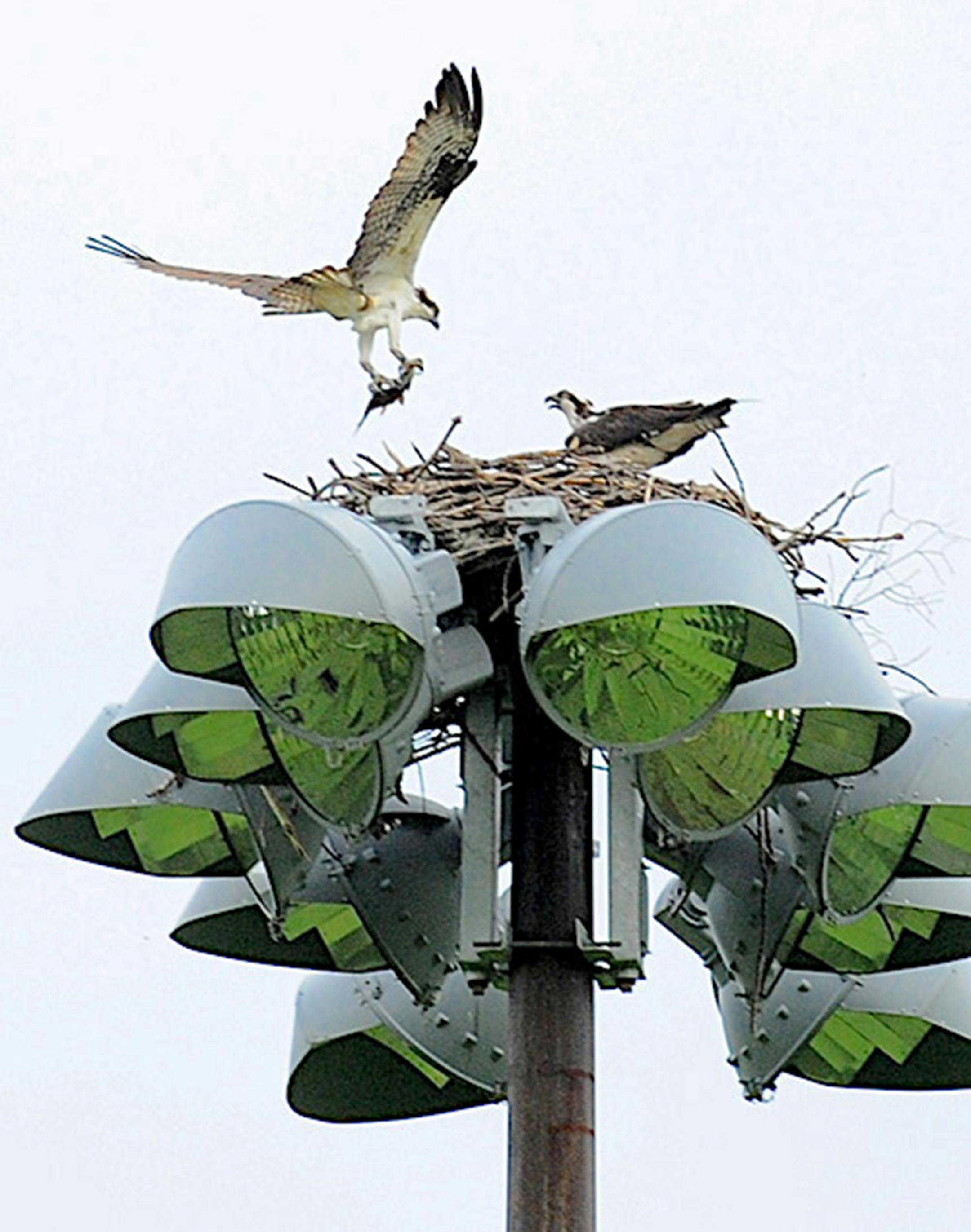 An osprey lands at its nest carrying a fish.
