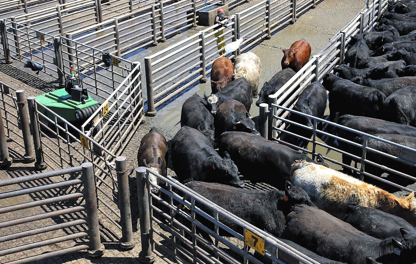 Cargill robot moves cattle herds with less stress, more safety