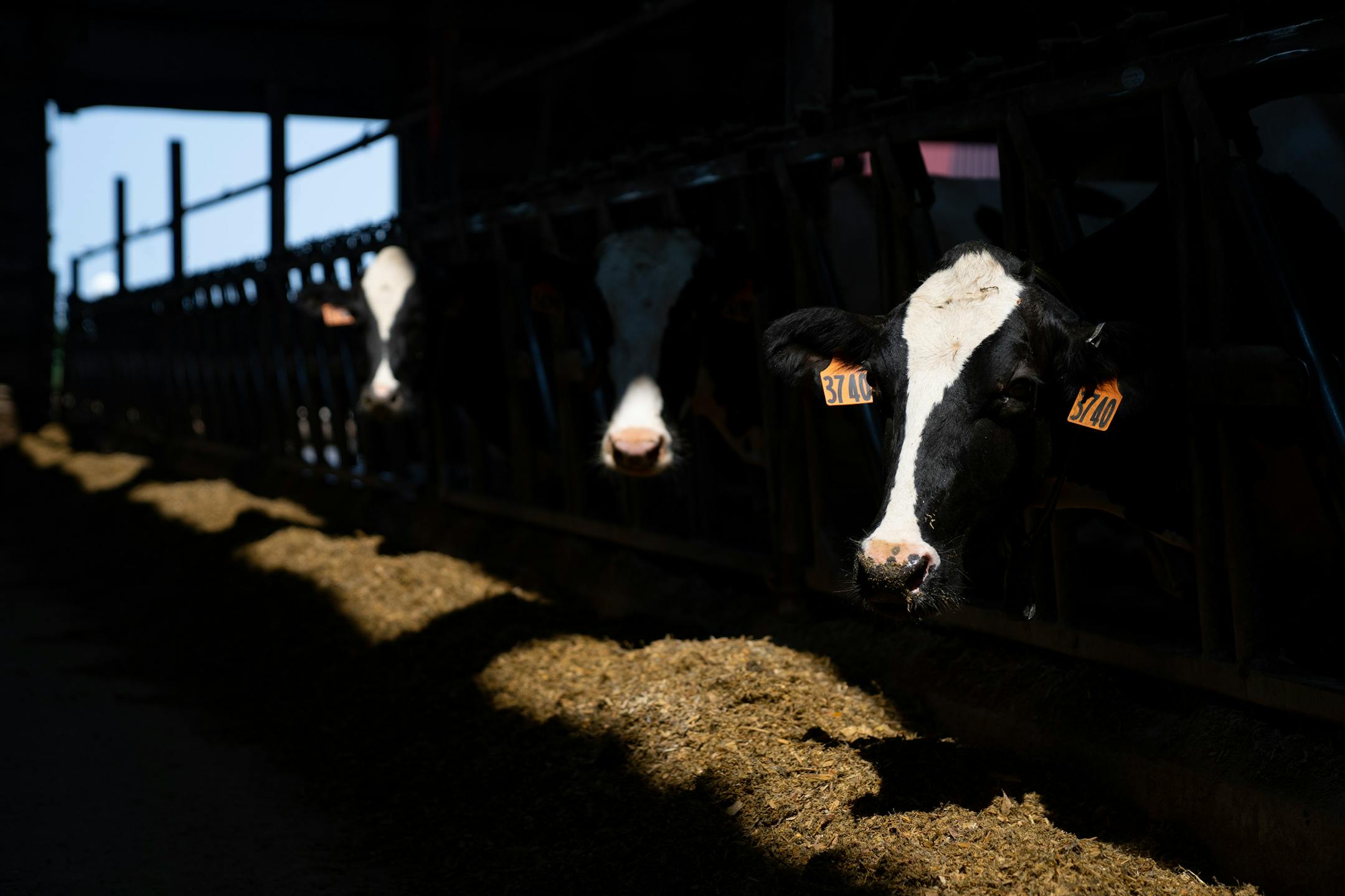 Dairy cows stand in the Tweten family barn and eat feed Wednesday, June 15, 2023, at Valley Acres Dairy in Lewiston, Minn.