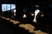 Dairy cows stand in the Tweten family barn and eat feed Wednesday, June 15, 2023, at Valley Acres Dairy in Lewiston, Minn.