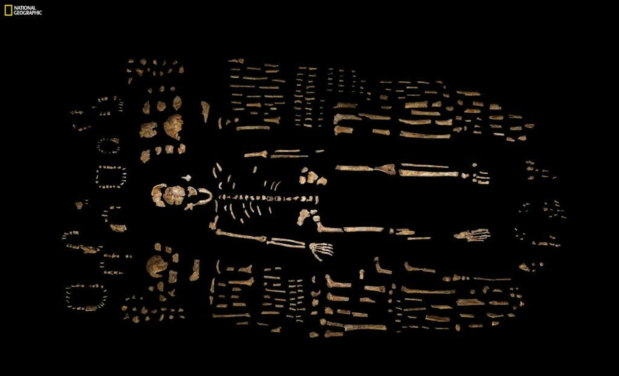 This photo provided by National Geographic from their October 2015 issue shows a composite skeleton of Homo naledi surrounded by some of the hundreds of other fossil elements recovered from the Rising Star cave in South Africa, photographed at the Evolutionary Studies Institute of the University of the Witwatersrand in Johannesburg, South Africa. In an announcement made Thursday, Sept. 10, 2015, scientists say the fossils revealed the new member of the human family tree. The expedition team was