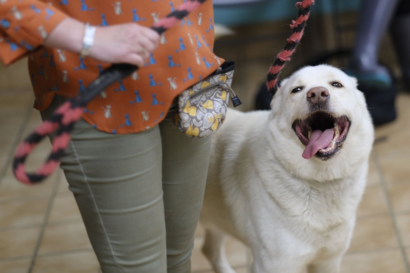 Is that a service animal, an emotional support animal or a pet?