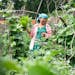 Ti Tamng, 62, tends to her garden Thursday July 7, 2022 at Rice Street Gardens in Maplewood.