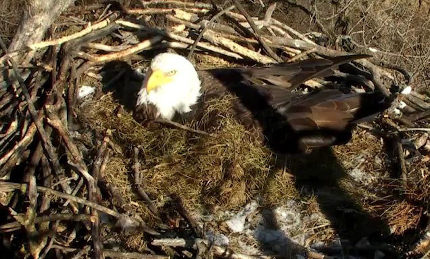 Snapshot from the EagleCam for Outdoors Weekend.