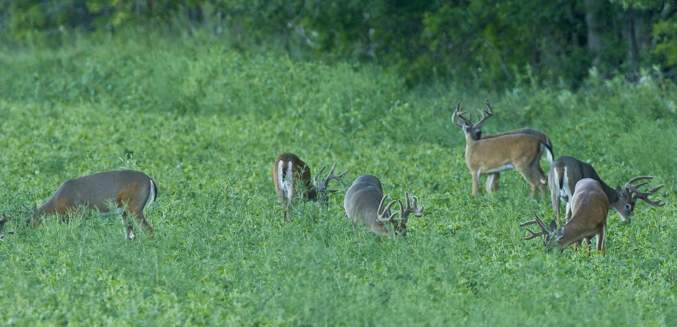 DO NOT USE! ONE-TIME USE WITH BILL MARCHEL COPY ONLY. Photo by Bill Marchel. This impressive group of August whitetail bucks were attracted to an irrigated soybean field during a late summer drought.