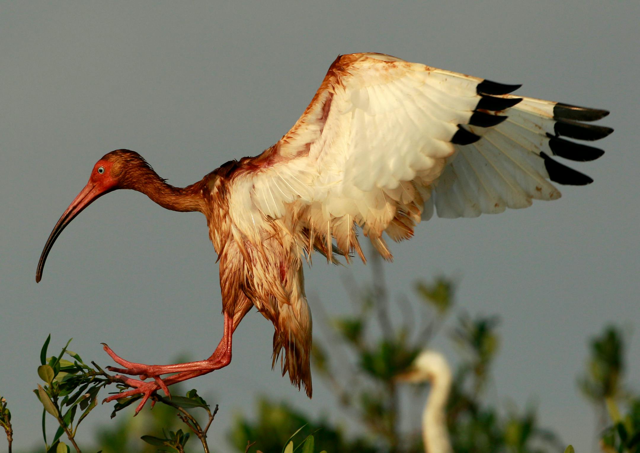 An oiled White Ibis lands at an unnamed island in Barataria Bay off the coast of Louisiana Tuesday, June 8, 2010. The bird was oiled by the Deepwater Horizon spill in the gulf of Mexico.