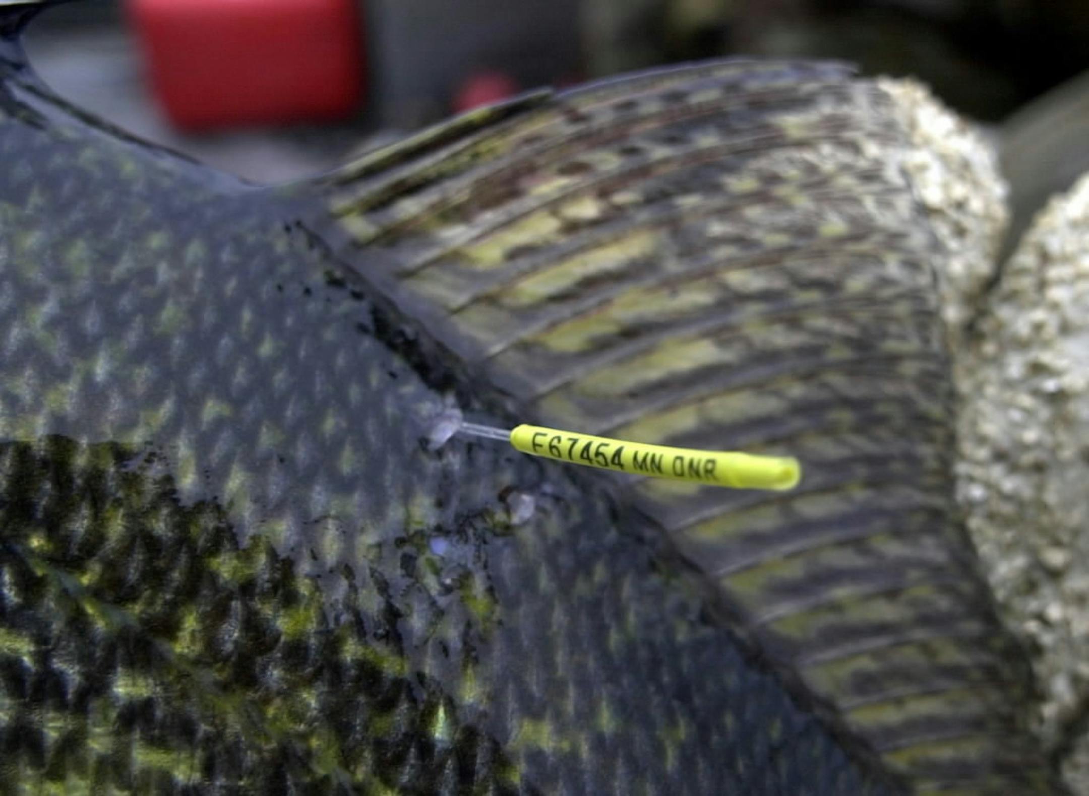 In this 2002 file photo, the DNR tagged walleye on Lake Mille Lacs.