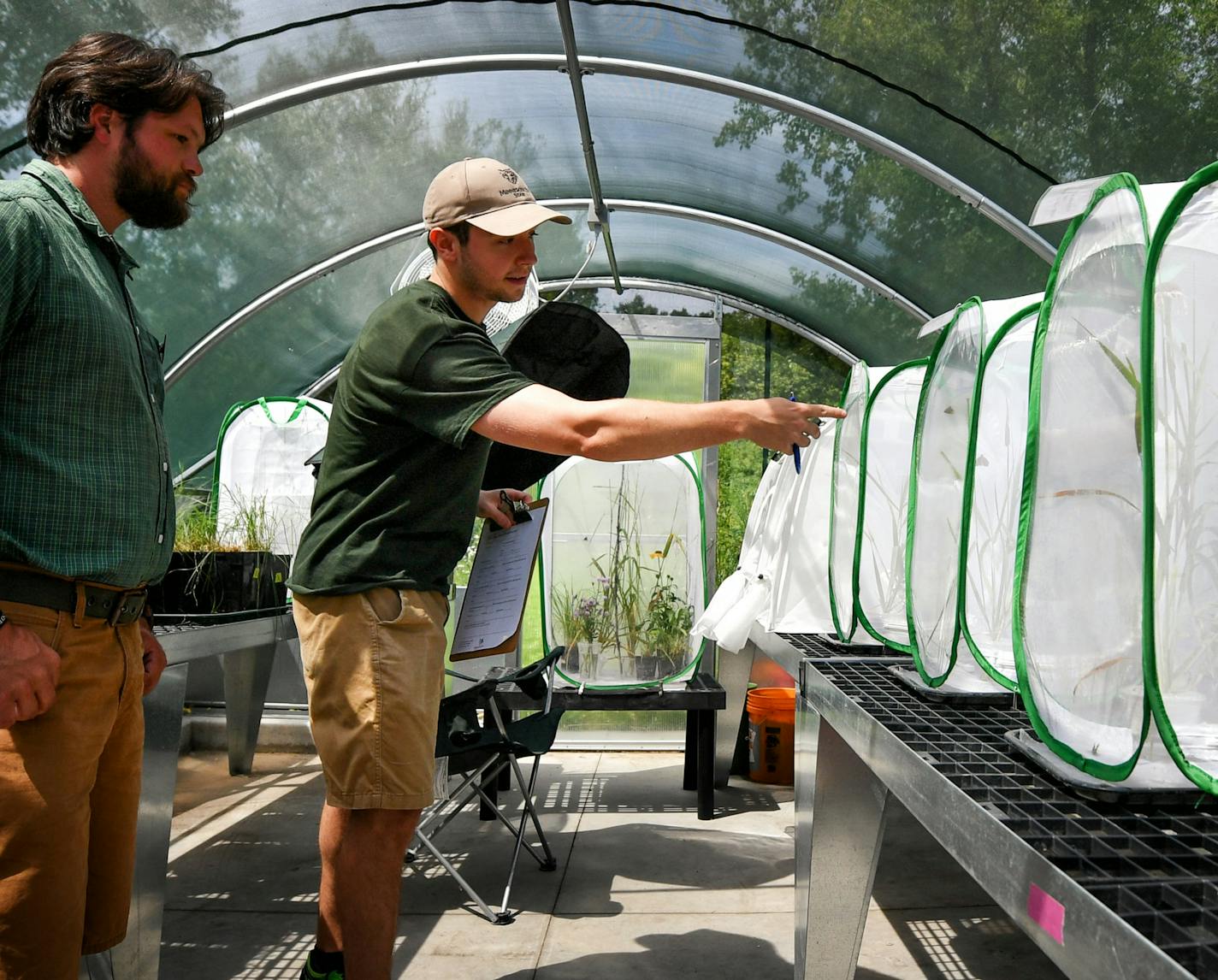 Cale Nordmeyer, Butterfly Naturalist and Grant Piepkorn, Butterfly Technician look for breeding pairs of Dakota skipper butterflies.