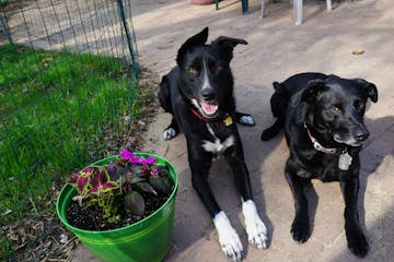 Angus and Rosie have reduced our entire yard to mud, except for the little fenced-in area of new grass.