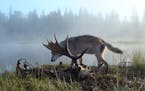 Isle Royale National Park in Michigan is an ideal outdoor laboratory to study wolves and moose. (Photo courtesy Rolf Peterson/Minneapolis Star Tribune