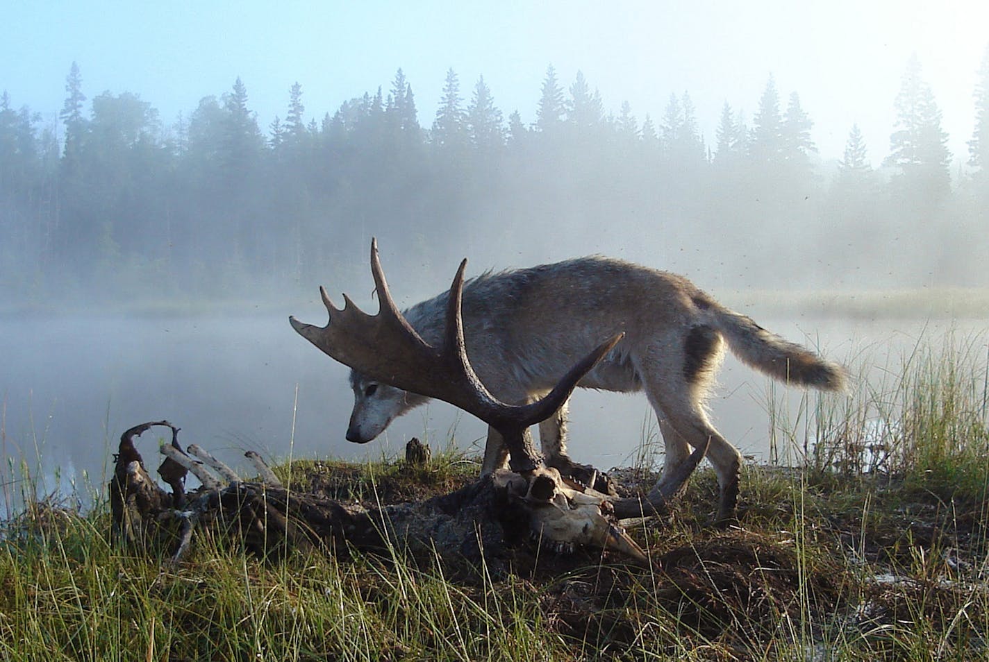 Isle Royale National Park in Michigan is an ideal outdoor laboratory to study wolves and moose. (Photo courtesy Rolf Peterson/Minneapolis Star Tribune/TNS) ORG XMIT: 1226200