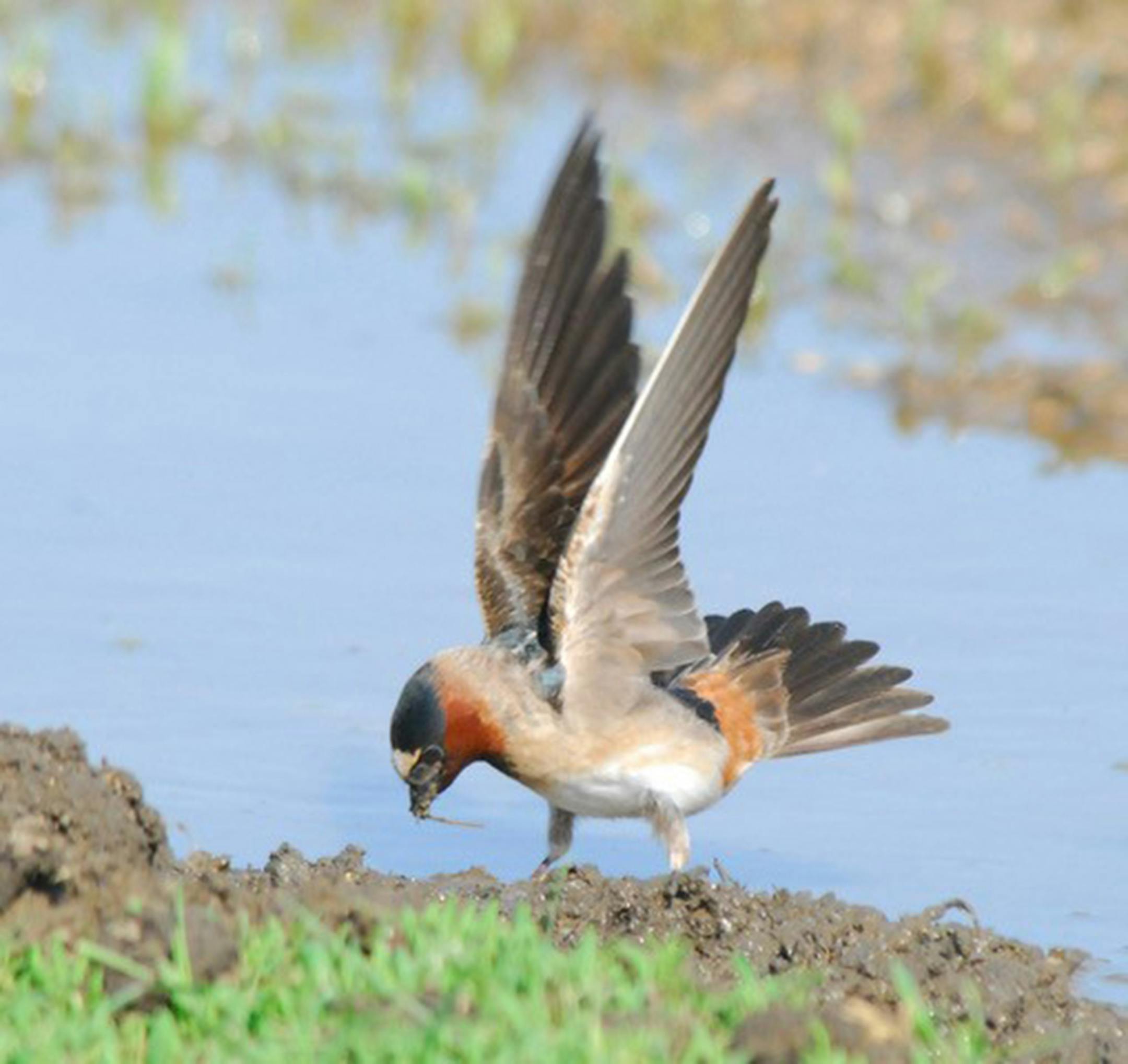 A cliff swallow gathers mud in its beak near a body of water in the background.